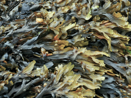 Пребиотический потенциал полисахаридов из бурой водоросли Fucus Evanescens и значение для клинического использования