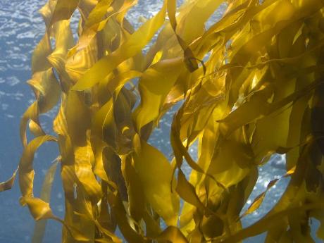 Бурые морские водоросли как новые источники пребиотиков