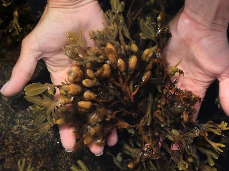 Оценка адъювантных эффектов фукоидана из бурой водоросли fucus evanescens и его структурных аналогов для усиления эффективности вакцин