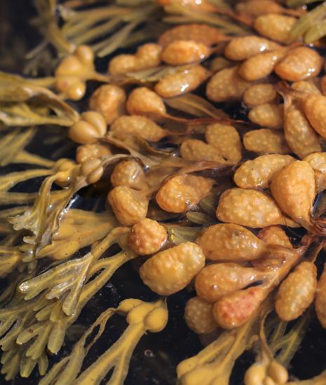 Фукус Фукус