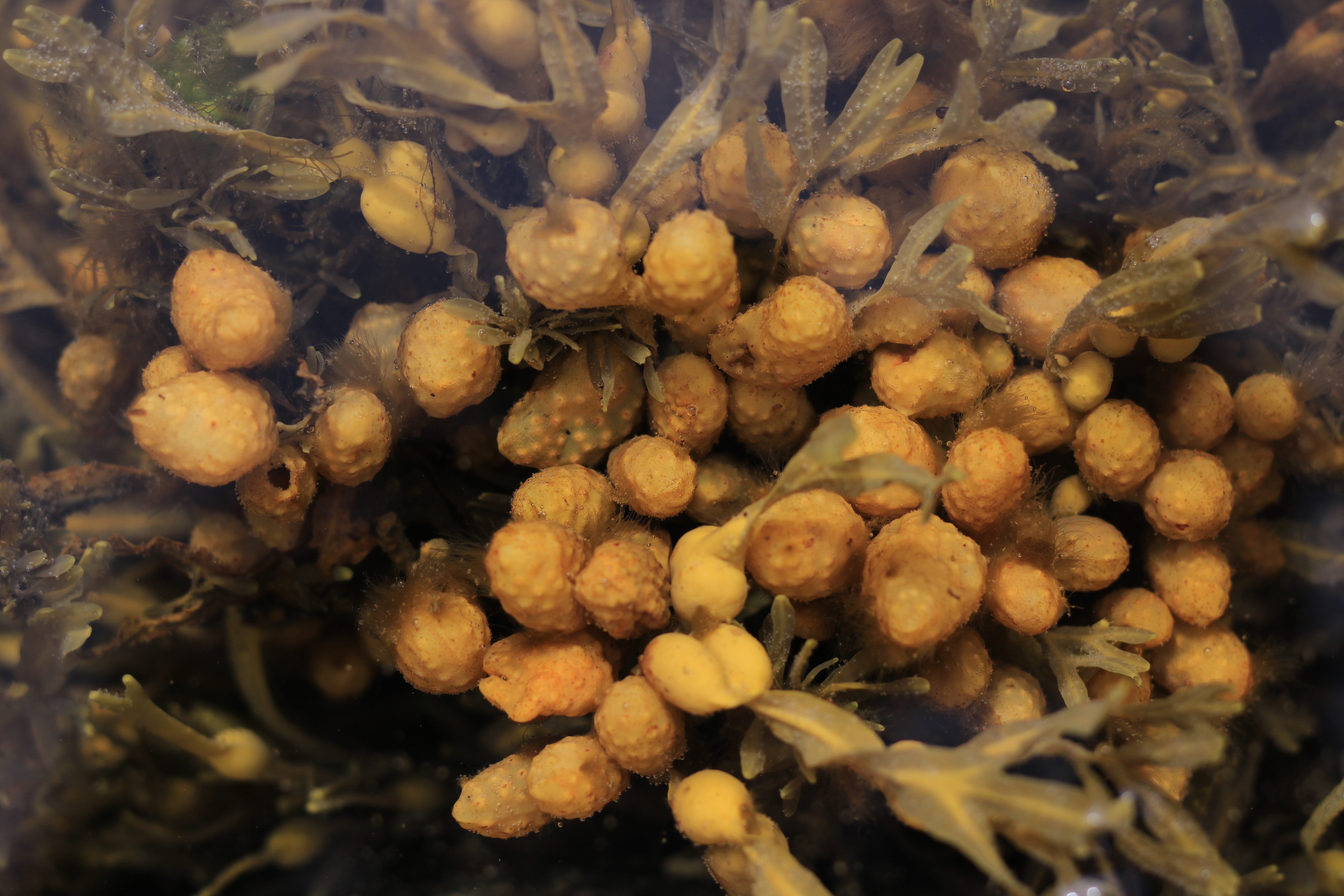 Фукоидан из бурой водоросли FUCUS EVANESCENS: новые перспективы в лечении атеросклероза