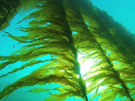 Гепатопротекторные свойства фукоидана из бурой водоросли FUCUS EVANESCENS