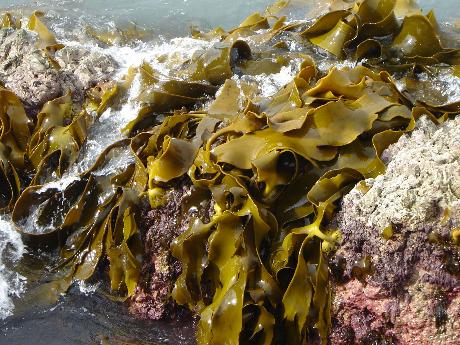 Сульфатированные полисахариды из морских бурых водорослей – индукторы созревания дендритных клеток. Активация врожденного иммунитет