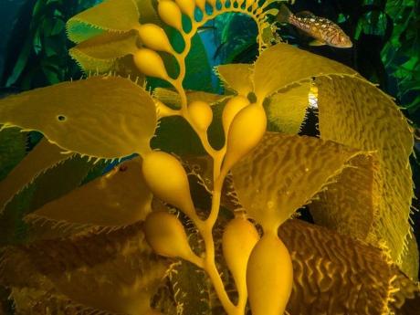Сульфатированные полисахариды морских водорослей как потенциальные средства профилактики и терапии гриппа и COVID-19