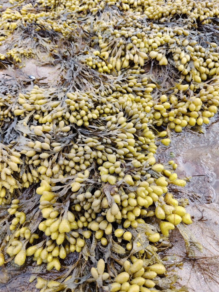 Сульфатированные полисахариды морских водорослей как потенциальные средства профилактики и терапии гриппа и COVID-19